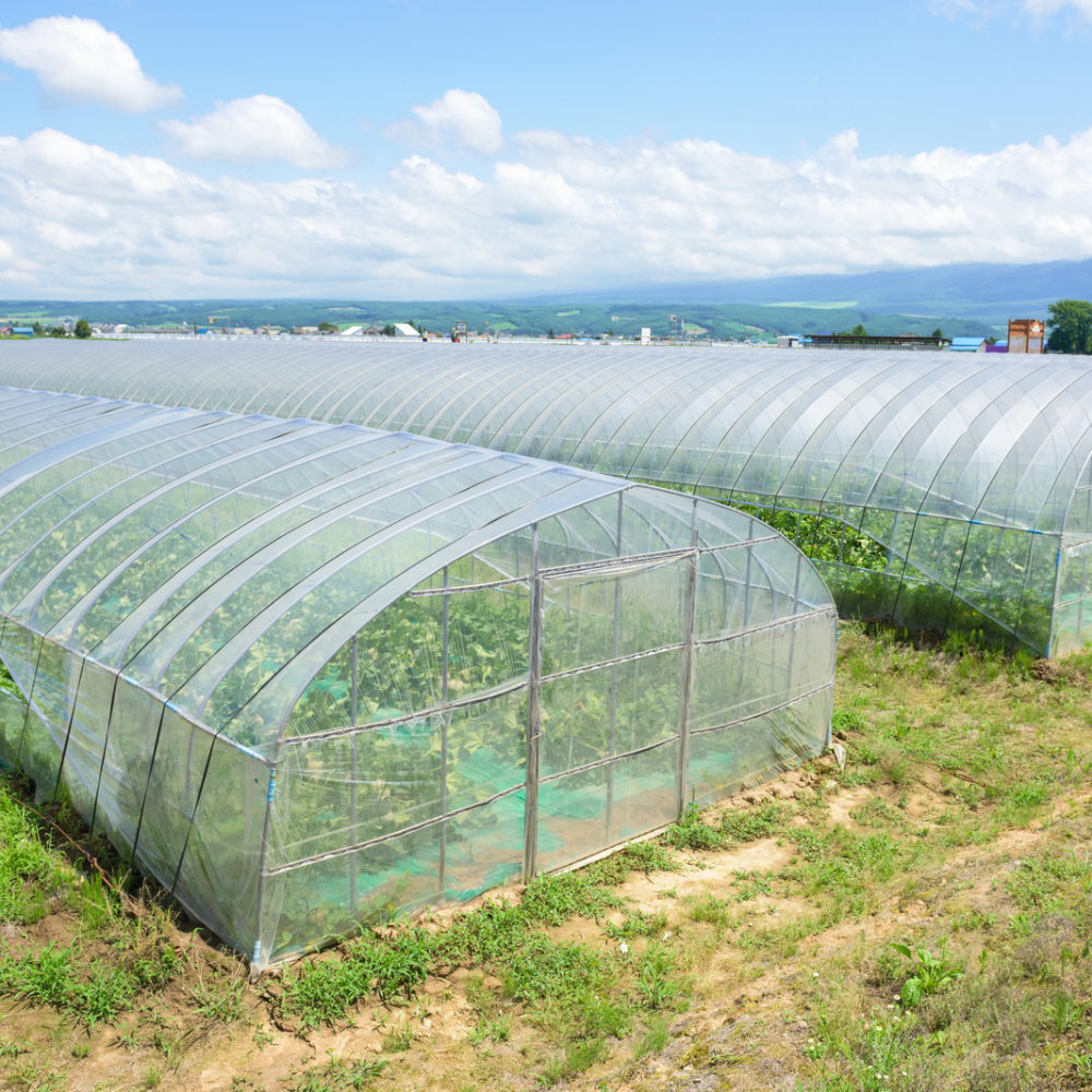 greenhouse-consulting